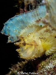 Lost and Found

Leaf Scorpionfish - Taenianotus triacan... by Stefan Follows 
